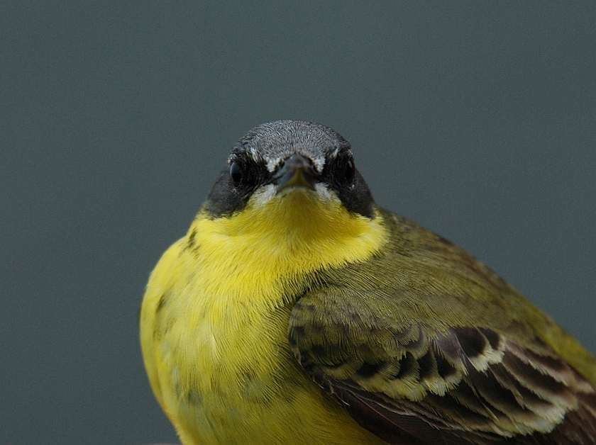 Yellow Wagtail, Sundre 20070531